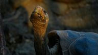 A giant tortoise looks up at the Galapagos National Park in Puerto Ayora, Galapagos Islands, Ecuador, Friday, Jan. 14, 2022. (AP Photo/Dolores Ochoa)


