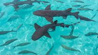 Nurse sharks in Compass Cay (Great Exuma, Bahamas). - Image ID: 2D2J3GC (RF)
