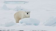 A polar bear stands on an ice floe near the Norwegian archipelago of Svalbard. Pic: AP