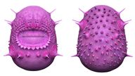 the Saccorhytus  is a spikey, wrinkly sack, with a large mouth surrounded by spines and holes that were interpreted as pores for gills – a primitive feature of the deuterostome group, from which our own deep ancestors emerged. 