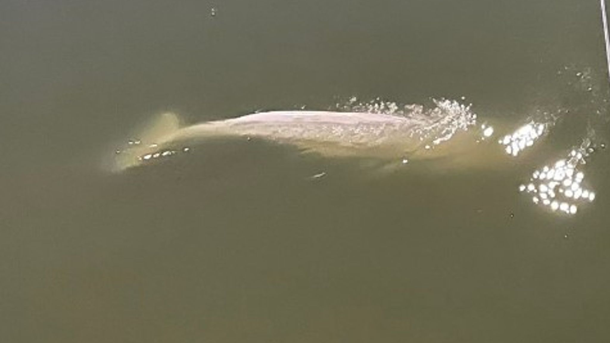 Stranded beluga whale dies during River Seine rescue operation