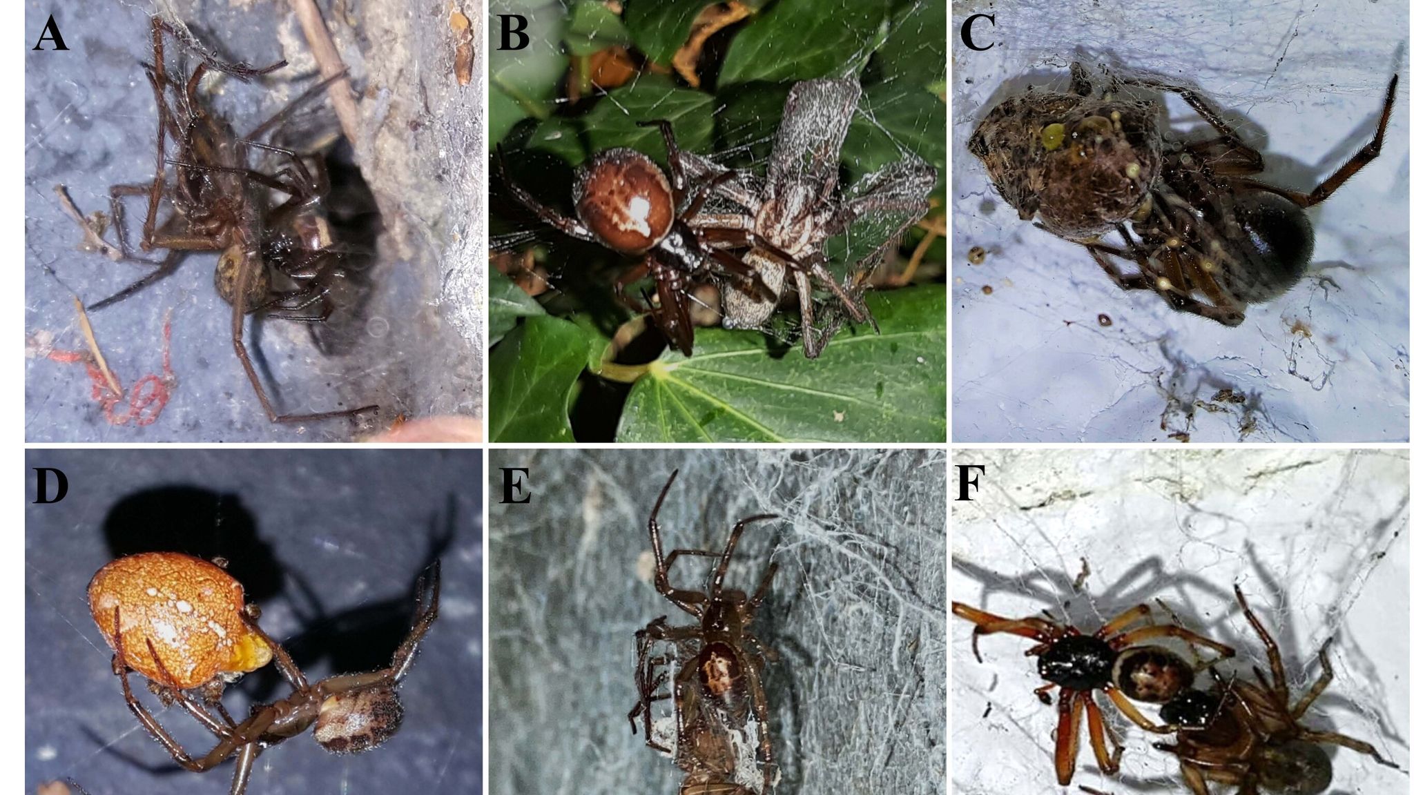 false-widow-spiders-230-times-more-venomous-than-native-species