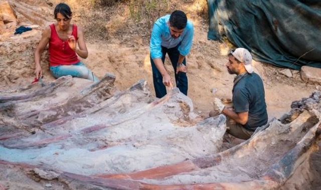Esqueleto de dinossauro de 25m encontrado em Portugal no quintal de um homem