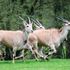 İsveç hayvanat bahçesinde antilop tarafından boynuzlanarak öldürülen işçi | Dünya Haberleri