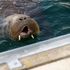 Freya the walrus put down due to fears for public safety