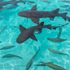 Köpekbalığı saldırısı İngiliz çocuğu Bahamalar'da üç saatlik ameliyata mecbur bıraktı | İngiltere Haberleri