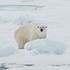 Kutup ayısı Norveç'in Svalbard adasında turistlere saldırdı | Dünya Haberleri