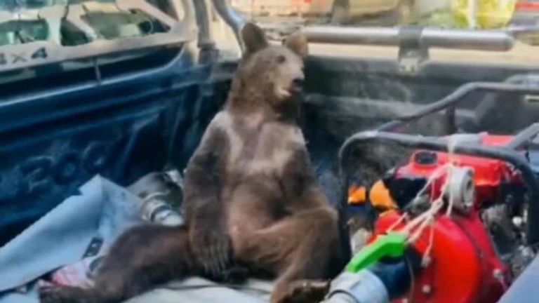 A bear cub has been rescued after getting high on &#39;mad honey&#39;. She is thought to have become intoxicated after eating honey that can have hallucinogenic effects.