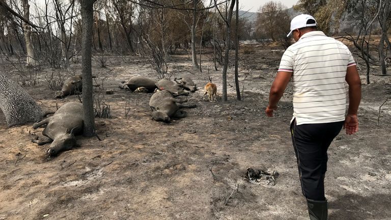 A man walks past dead animals lying on the ground following a wildfire in El Kala, in Al Taref province, Algeria August 18, 2022. REUTERS/Ramzi Boudina
