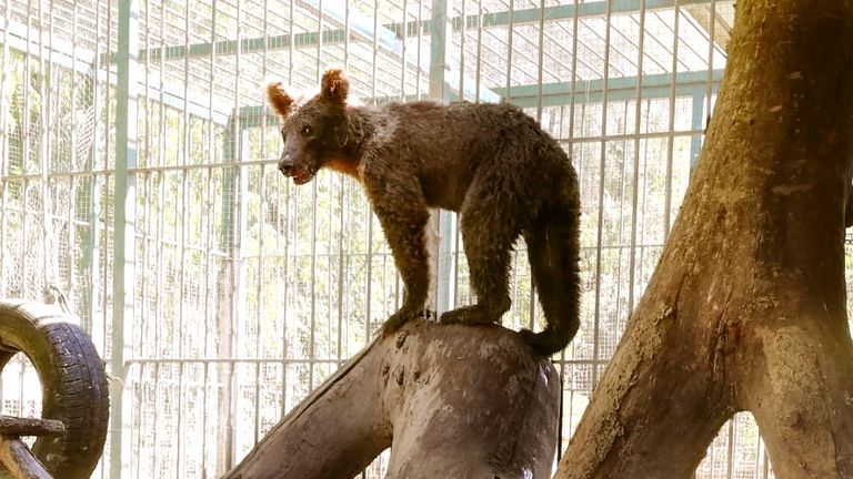 A bear cub high on "mad honey" and possibly hallucinating had to be rescued in Turkey after being found in a forest. Pic: Republic of Türkiye Ministry of Agriculture and Forestry