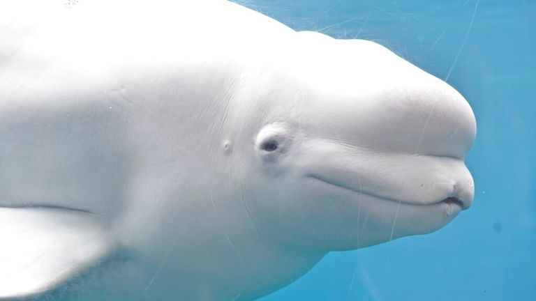 Beluga whales are famous for their pale skin and onion-shaped foreheads.  Image file: AP 