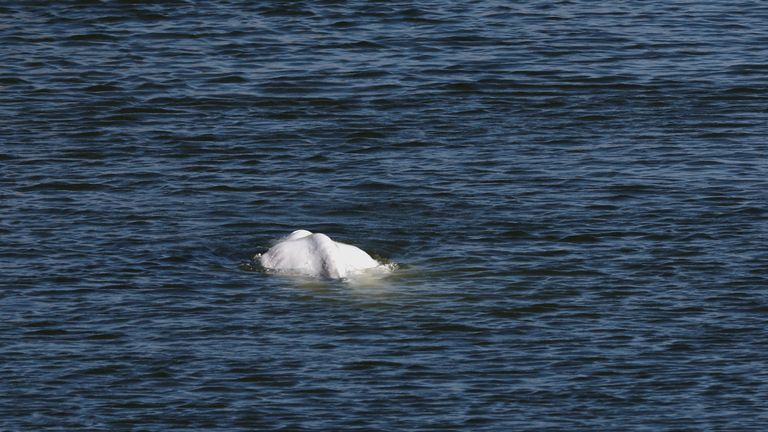Último intento de salvar a la beluga en el Sena antes de que muera de hambre |  noticias del mundo