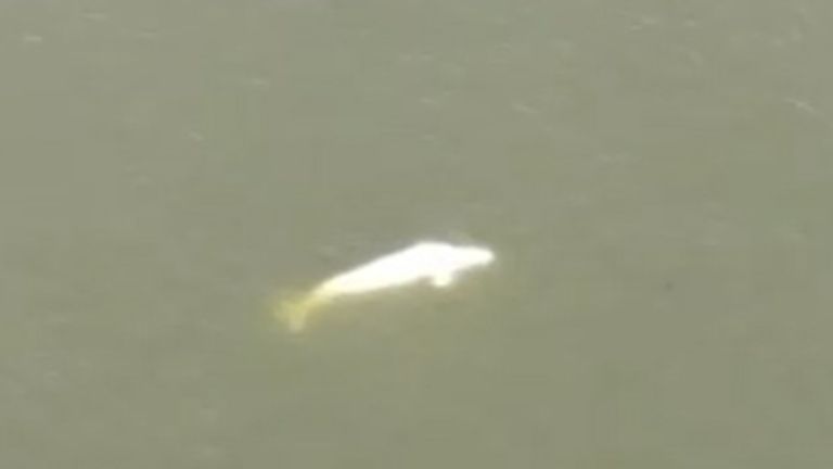 Trapped beluga whale lifted out of Seine hours before death