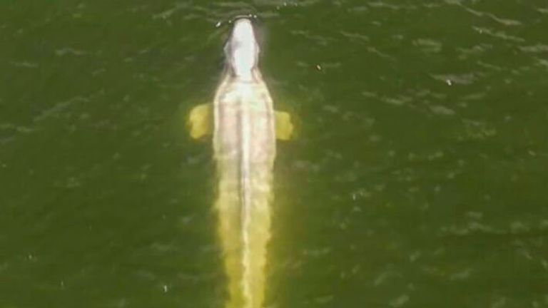 An aerial image showing the beluga whale in the Seine river in Saint-Pierre-la-Garenne region, west of Paris on Friday Pic: Sea Shepherd / AP 