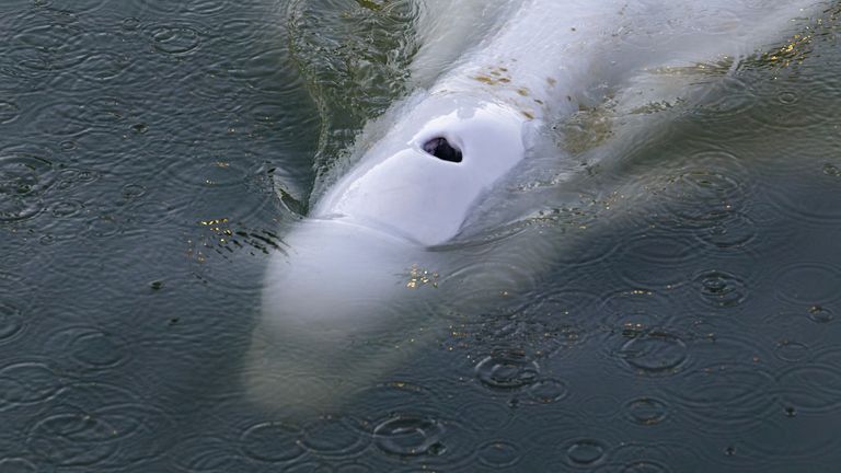 En esta foto, tomada el sábado 6 de agosto de 2022 por el grupo ambientalista Sea Shepherd, se ve una ballena beluga en el río Sena en Notre-Dame-de-la-Garenne, al oeste de París.  Los ecologistas franceses dijeron el lunes que los esfuerzos para alimentar a una ballena beluga peligrosamente delicada que se ha perdido en el Sena hasta ahora no han tenido éxito.  Los expertos ahora están buscando formas de sacar al animal de la esclusa del río donde ahora está atrapado.  (Sea Shepherd vía AP)