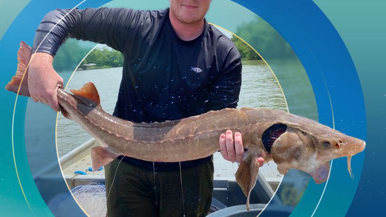 This photo provided by University of Georgia graduate research assistant Matt Phillips, shows research technician Hunter Rider of Opelika, Ala., holding a a lake sturgeon with its vacuum-hose-like mouth extended on the Coosa River, on July 14, 2022, at Rome, Ga. The university is making the largest population study of the fish since the state began restocking them in 2002. (Matt Phillips via AP)