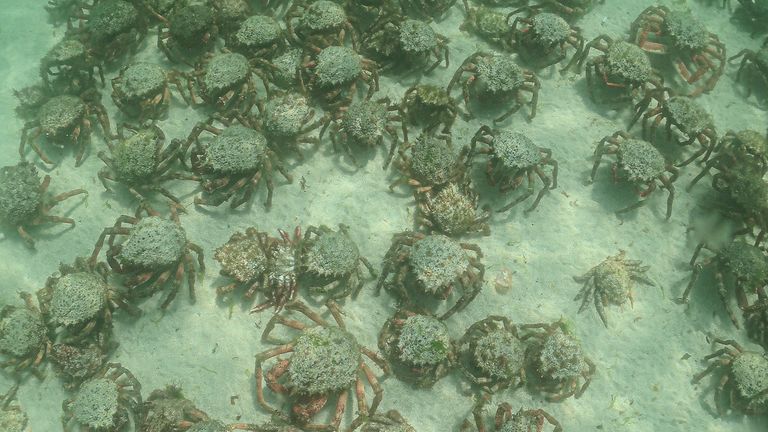 BNPS.co.uk (01202 558833).Pic: KateLowe/BNPS..Pictured: The spider crabs under the surface...Just as holidaymakers thought it was safe to go back in the water after a shark attack, thousands of spider crabs swarm the beaches...The venomous creatures have been spotted gathering at St Ives, Cornwall, to shed their shells before returning to the depths. ..Instantly recognisable for their long legs and pincers the species is commonly sighted in Cornwall but not in such vast numbers.