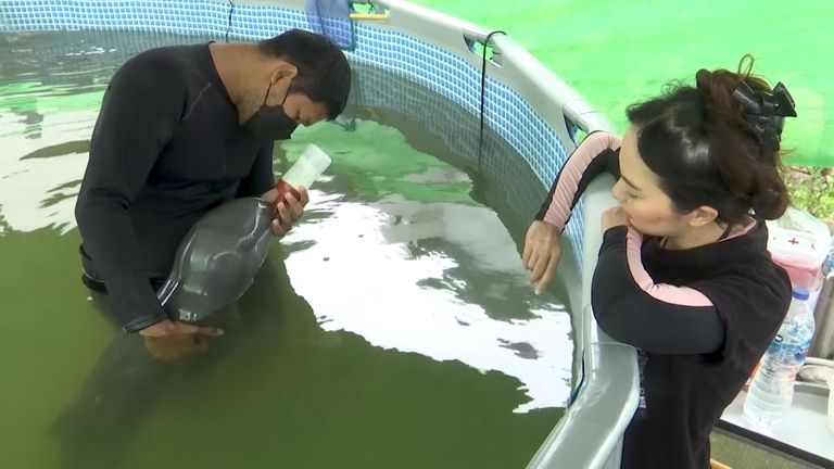 The baby dolphin does not drink enough milk