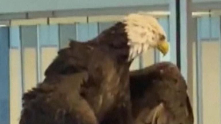 Security check over an unusual passenger at Charlotte Douglas International. Clark the bald eagle was seen showing off his wings to passengers and workers at the airport.