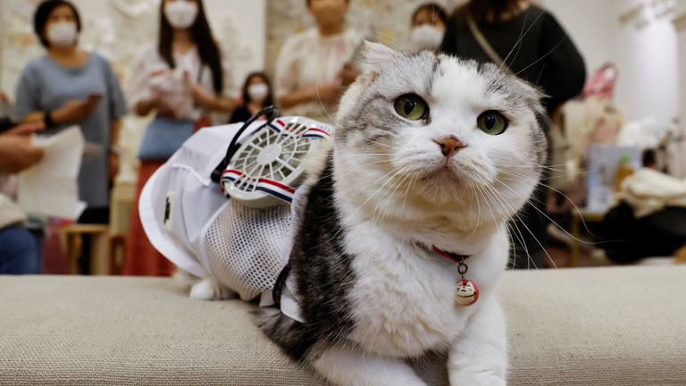 A 5-y-o Scottish Fold cat named Sun wears a battery-powered fan outfit for pets, developed by Japanese maternity clothing maker "Sweet Mommy", during the copmany&#39;s promotional event in Tokyo, Japan July 28, 2022. REUTERS/Issei Kato