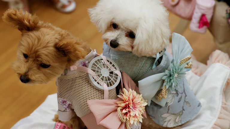 A 9-y-o female Pomeranian and Poodle Mix named Moco and 8-y-o female Poodle named Purin wear battery-powered fan outfits for pets, developed by Japanese maternity clothing maker "Sweet Mommy", in Tokyo, Japan July 28, 2022. REUTERS/Issei Kato