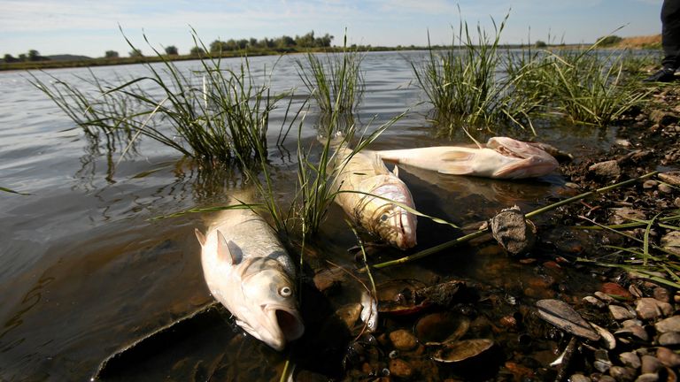 Mystery surrounds mass fish die-off in European river amid fears