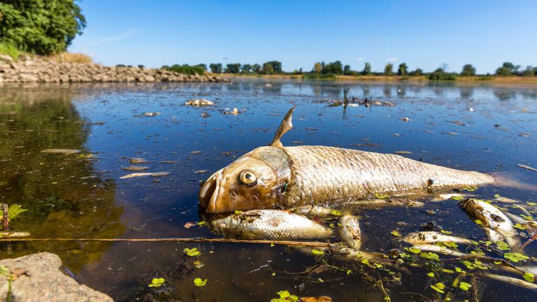 The River Oder fish are thought to have been killed by contamination 