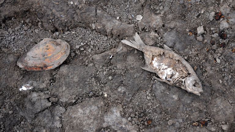 A dead fish laying by freshwater shell on the cracking earth of a dry lake bed near the village of Conoplja, 150 kilometers north-west of Belgrade, Serbia, Tuesday, Aug. 9, 2022. Water shortages reduced Serbia&#39;s hydropower production. (AP Photo/Darko Vojinovic)