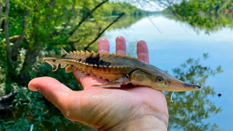 This photo provided by University of Georgia/UGA graduate research assistant Matt Phillips, shows a juvenile lake sturgeon on the Coosa River, on June 16, 2022, at Rome, Ga. The "living fossils" were wiped out of the river in the 1970s, and the university is making the largest population study since the state Department of Natural Resources began restocking them in 2002. (Matt Phillips/University of Georgia via AP)