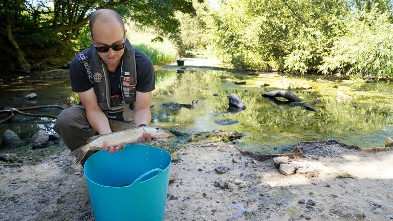 A fisheries officer from the Environment Agency rescues a pike from a drying pool of the River Mole by Pressforward Bridge, before moving it and others to a deeper area of the River Mole in Norbury Park, Dorking, Surrey, as ongoing dry weather and hot temperatures have led to impacts on wildlife and ecology across the UK. Picture date: Thursday August 11, 2022.


