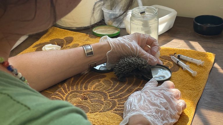 Hérisson a été affecté par le temps chaud en France 