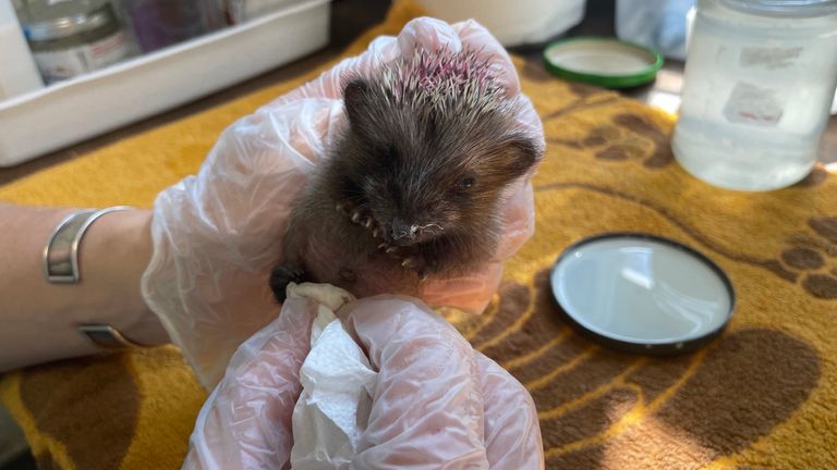 Hedgehogs have been affected by hot weather in France 