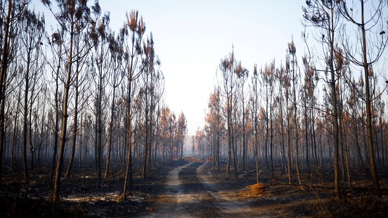 A view shows trees and vegetation burnt by a major fire in Hostens, as wildfires continue to spread in the Gironde region of southwestern France, August 11, 2022. REUTERS/Stephane Mahe