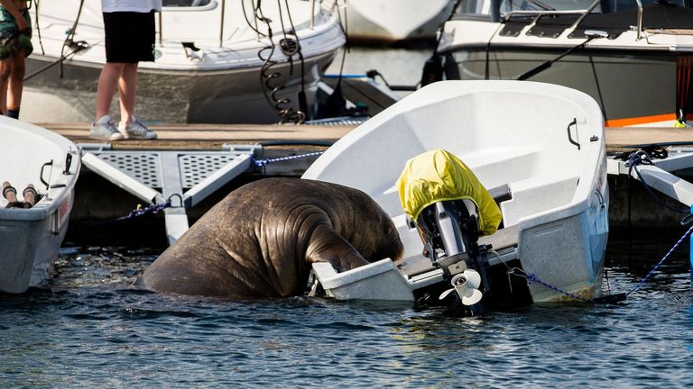 Freya the walrus in Frognerkilen bay, Norway, 20 July 2022 (issued 24 July 2022). The marine mammal has been damaging and often sinking small boats anchored along the Nordic coast after trying to get on and relax on them.

