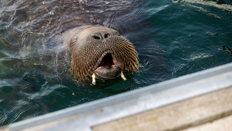 Freya the walrus in Frognerkilen Bay, Norway, July 20, 2022 (posted July 24, 2022).  The marine mammal has damaged and often sunk small boats anchored along the northern coast after trying to climb up and relax on them.
