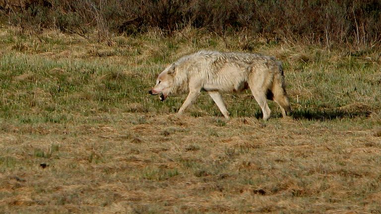 A wolf walks through the Hayden Valley after killing and eating an elk in Yellowstone National Park, Wyoming, June 20, 2011. Elk are the most common food of the wolves in the park.
