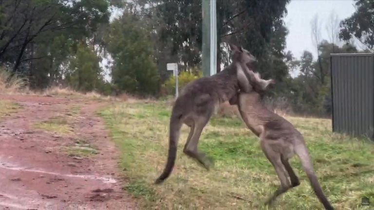 Julian Doak, Mount Taylor Doğa Koruma Alanı'nda öğle yemeği egzersizi yaparken, fikir tartışması yapan kangurularla karşılaştığında destansı savaşı kameraya kaydetti.
