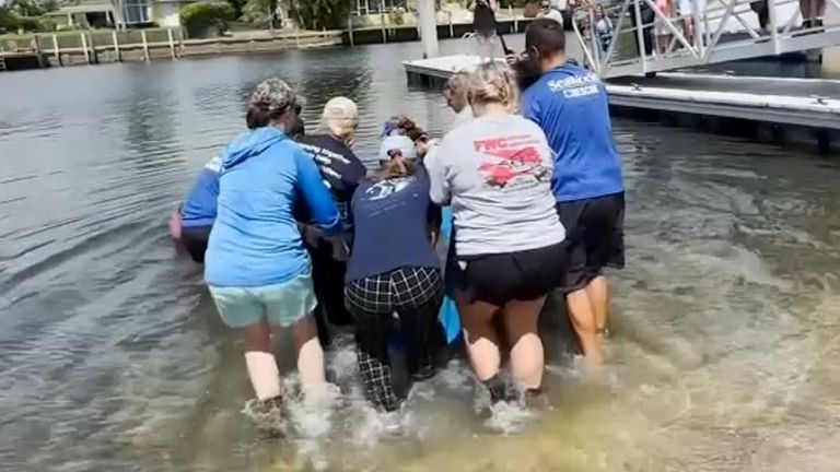 Manatee rehabilitated and released