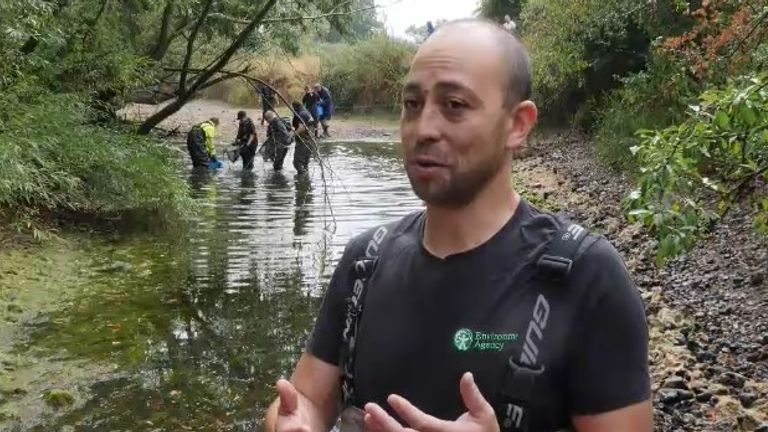 Environment Agency workers are moving fish on the River Mole, as the low water levels are dangerous for them. Pictured is EA fisheries officer Joe Kitanosono, who is leading the operation.