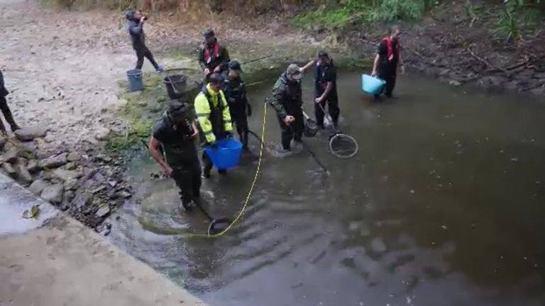 Environment Agency workers are moving fish on the River Mole, as the low water levels are dangerous for them. 