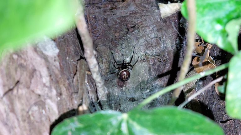 A female Noble False Widow