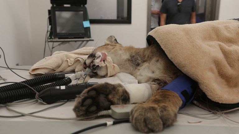 A young male mountain lion, who officials said was shot by police earlier in the day in Hollister, Calif., Awaits emergency surgery in the radiology room of the Oakland Zoo in Oakland, Calif., USA, on Aug.26. 2022. REUTERS / Nathan Frandino