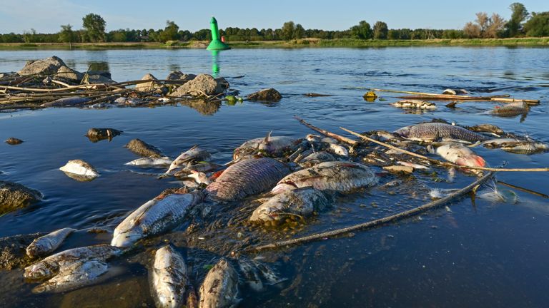Dead fishes float in the shallow waters of the German-Polish border river Oder near Genschmar, eastern Germany, Friday, Aug. 12, 2022. Huge numbers of dead fish have washed up along the banks of the Oder River between Germany and Poland, sparking warnings of an ecological disaster but no clear answers yet about what the cause could be. (Patrick Pleul/dpa via AP)


