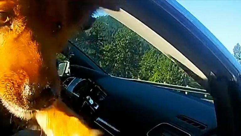 A dog in Oregon tried to escape from police out a stopped car&#39;s window