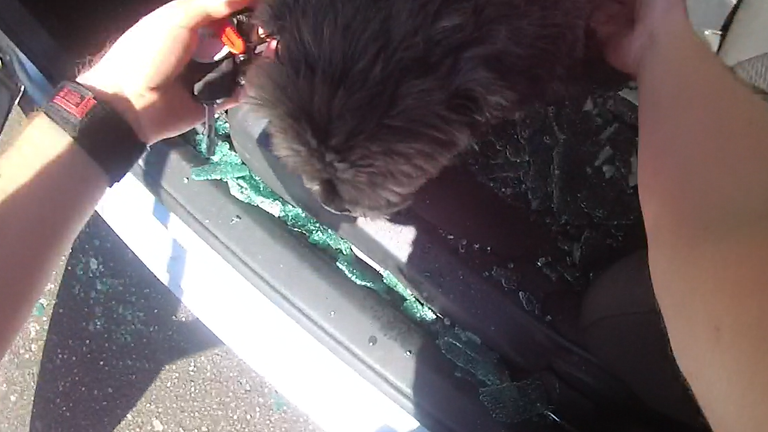 Police officers have rescued a distressed dog locked inside a hot car. Pic: Nottinghamshire Police 
