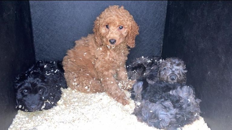 Undated handout photo issued by the Police Service of Northern Ireland (PSNI ) of puppies that were seized by police, investigating the suspected illegal importation, of animals into Northern Ireland. A 44-year-old man has been arrested following the operation at the Belfast harbour estate. Detectives believe the animals may have been brought to Northern Ireland from the Republic and were destined for sale in England or Scotland. Issue date: Wednesday August 3, 2022.

