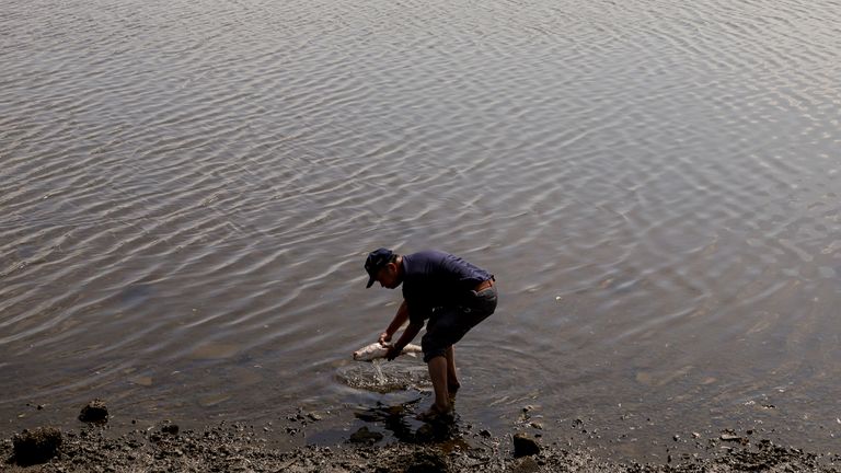 Ein Mann hebt einen toten Fisch im Lake Merritt in Oakland, Kalifornien, auf.  Foto: AP