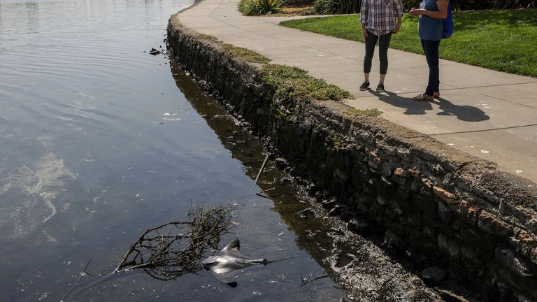 Park-goers look at a dead bat ray in Lake Merritt in Oakland, California. Pic: AP