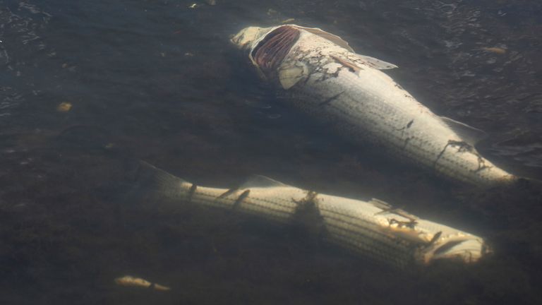 Dead fish in Lake Merritt in Oakland, California. Pic: AP