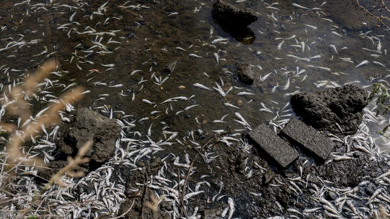 Hundreds of small fish can be seen dead in Lake Merritt in Oakland, California. Photo: A.P.